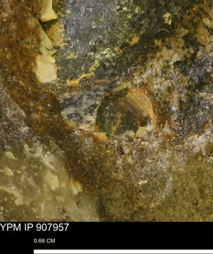 undet. Bivalvia