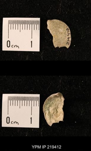 Athyridida?