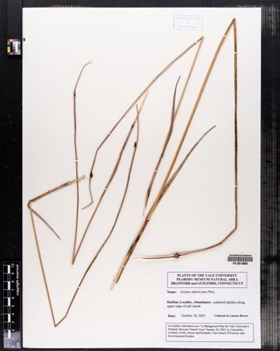 Scirpus americanus