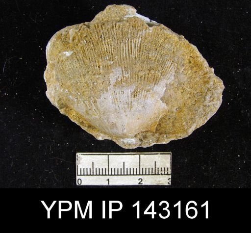 Streptorhynchus capuloides