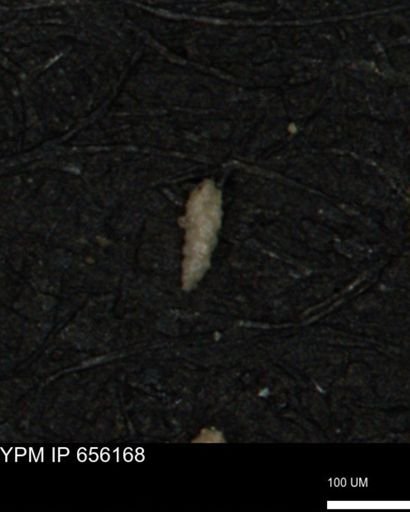 Verneuilina canadensis
