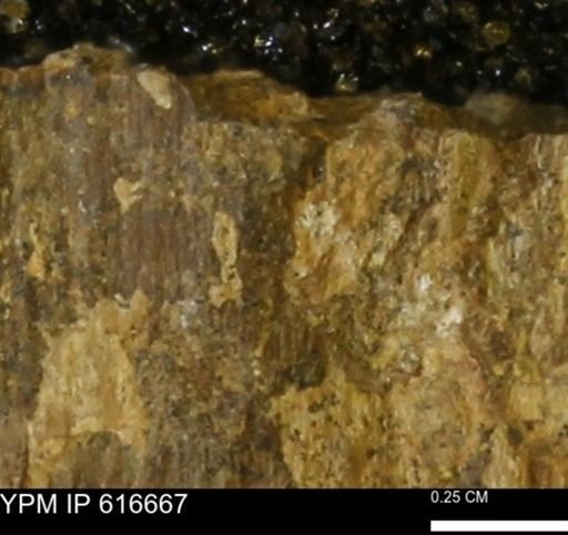 Teredo sp.
