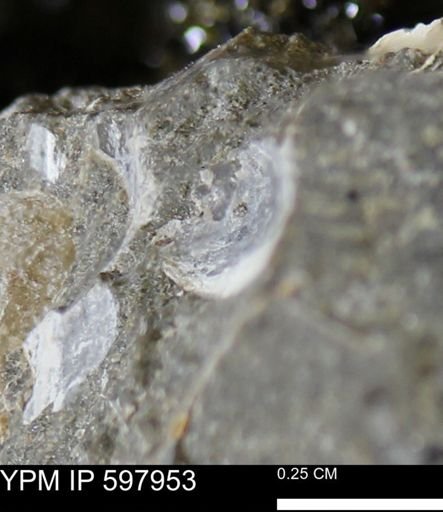 Limopsis striatopunctatus