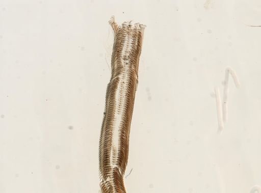 Elimia virginica