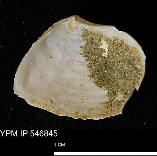 Cumingia tellinoides
