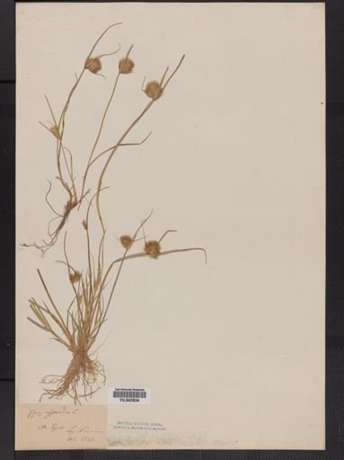 Carex cyperoides