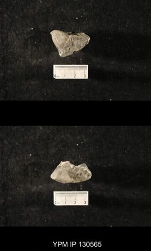 undet. Platyceratoidea