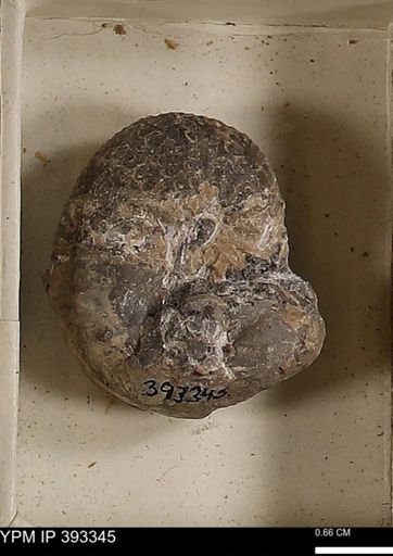 Scaphites sp.