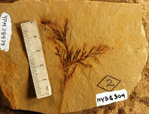 Juniperus nevadensis
