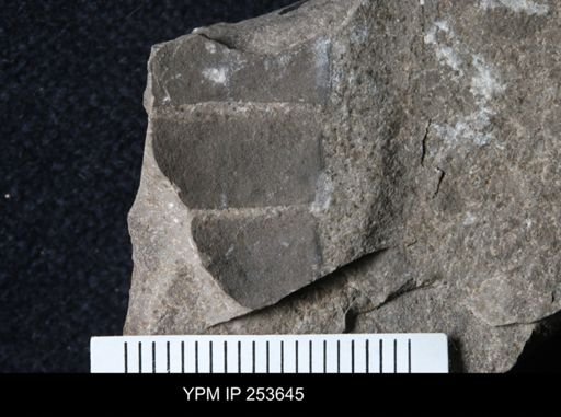 Eurypterida