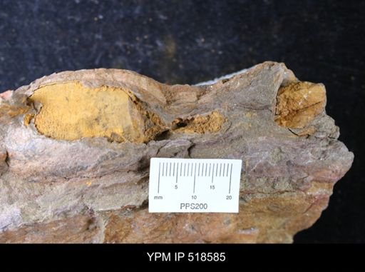undet. Echinodermata