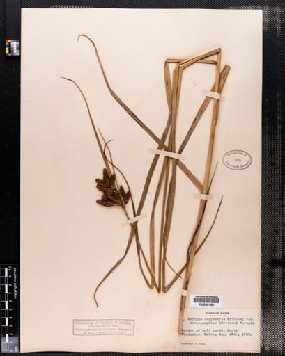 Scirpus paludosus
