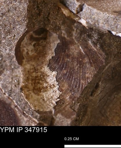 Limopsis striatopunctatus