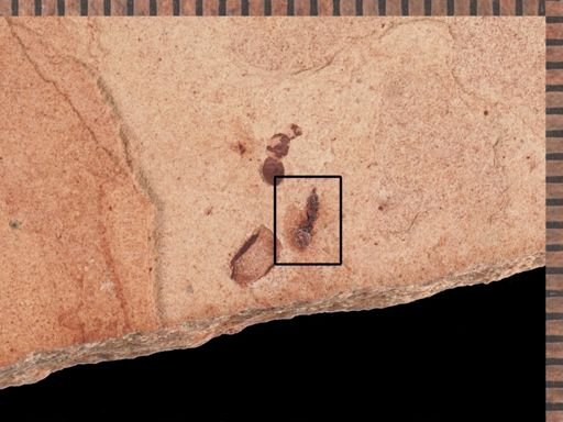 Diptera?