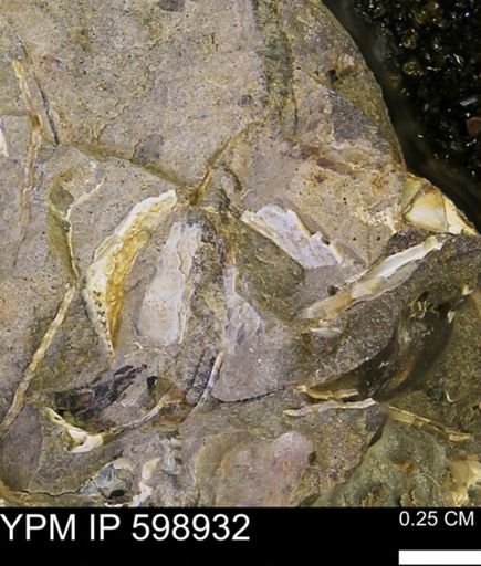 undet. Mollusca
