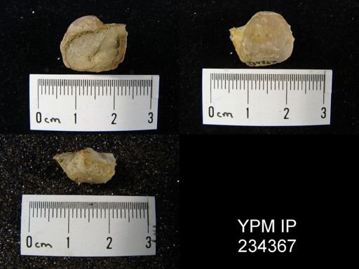 Marginifera wabashensis