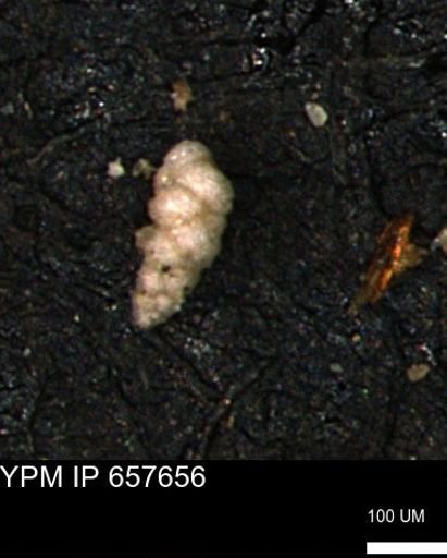 Verneuilinoides kansasensis