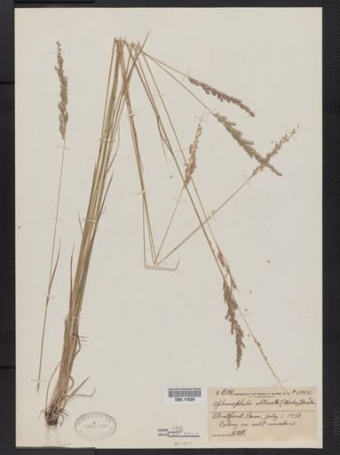 Sphenopholis obtusata