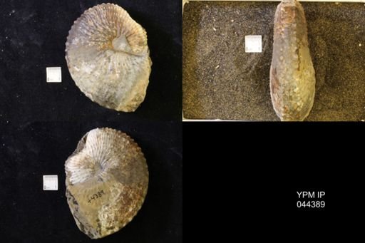 Jeletzkytes nebrascensis