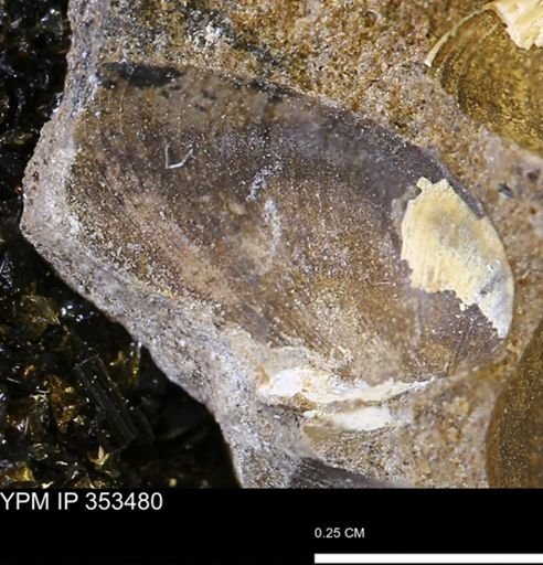 Limopsis striatopunctatus