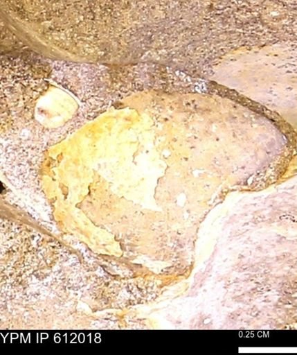 Protocardia subquadrata