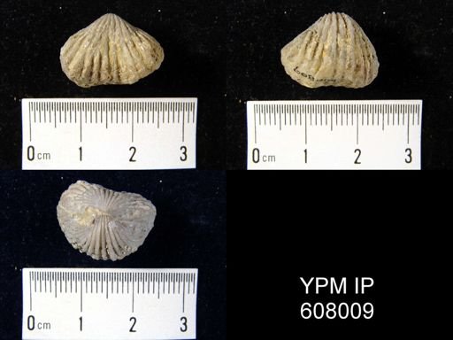 Anastrophia sp.