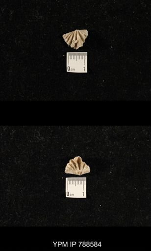 undet. Brachiopoda
