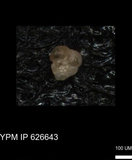 undet. Foraminiferida