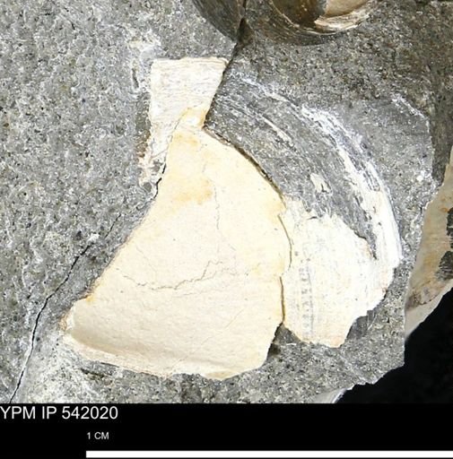 Protocardia?
