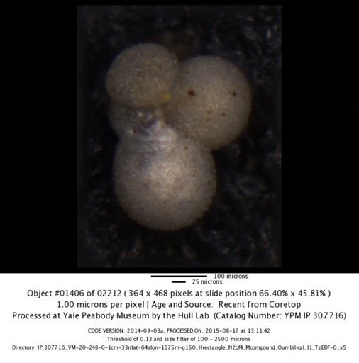 undet. Foraminiferida
