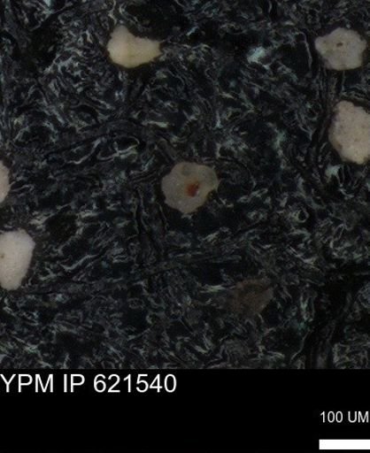undet. Foraminiferida