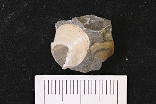 Limopsis striatopunctatus