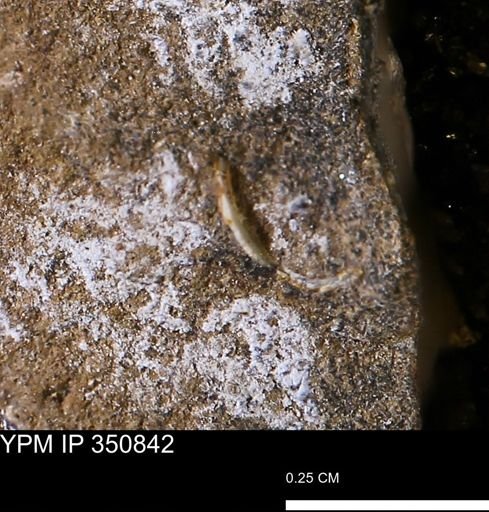 undet. Mollusca