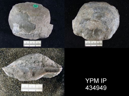 Derbya grandis