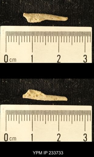 Archaeocidaris sp.