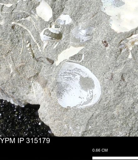 undet. Scaphitidae