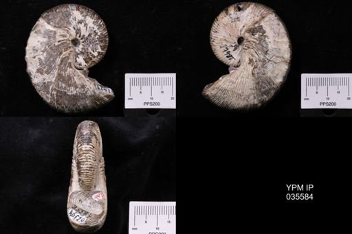 Hoploscaphites brevis