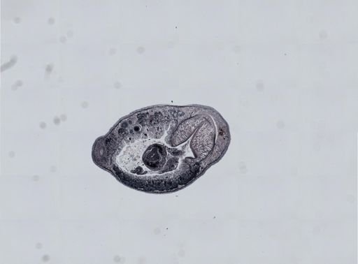 Plagiostomum cinctum