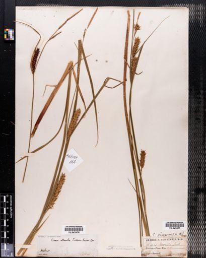 Carex vesicaria