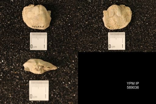 Dinorthis subquadrata