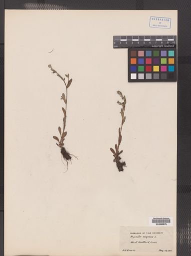 Myosotis virginica