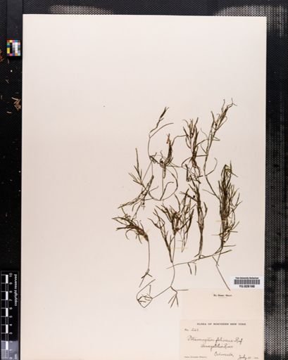 Potamogeton foliosus