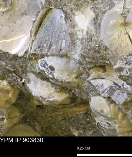 Corbulamella?
