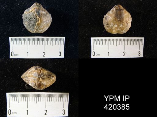 Athyris sp.