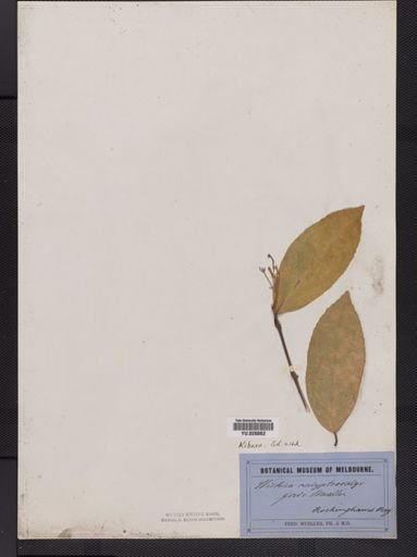Wilkiea