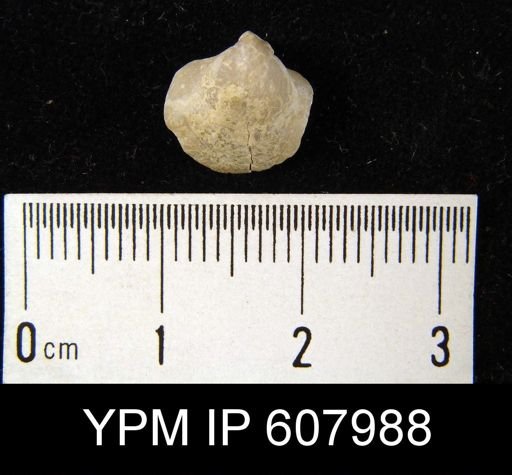 undet. Brachiopoda