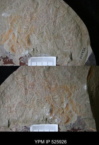 undet. Graptolithina