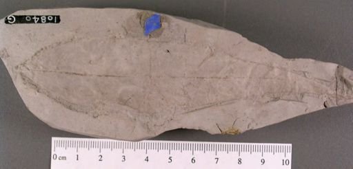 Proteoides daphnogenoides
