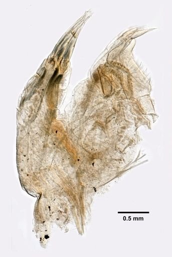 Trypetesa lampas