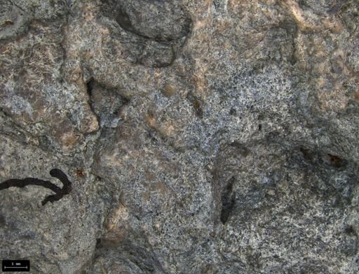 Aplocoma damesii